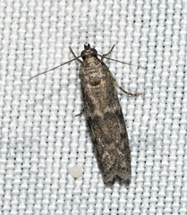 Eurythmia angulella
