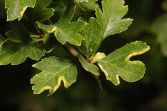 Phyllocoptes goniothorax