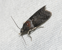 Sciota subfuscella