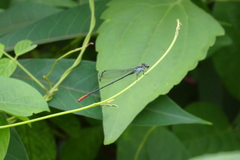 Ceriagrion rubellocerinum