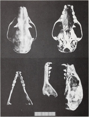 Salim Ali's Fruit Bat