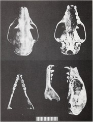 Salim Ali's Fruit Bat photo 2