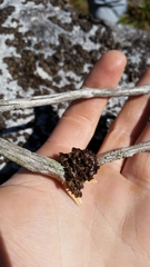 Tuckermanopsis sepincola