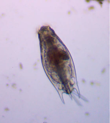 Mytilina ventralis