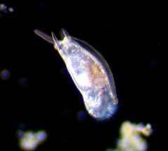Mytilina ventralis