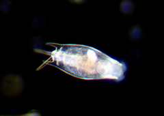 Mytilina ventralis