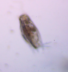 Mytilina ventralis