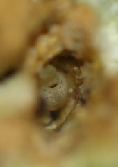 Eichlinia cucurbitae