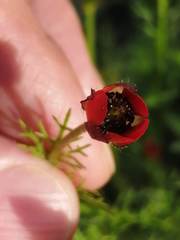 Adonis flammea