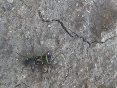 Xylotrechus antilope