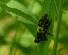 Laphria thoracica