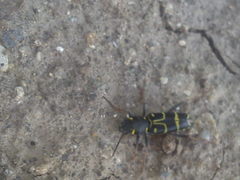 Xylotrechus antilope