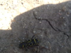 Xylotrechus antilope