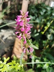 Betonica officinalis