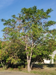 Lannea coromandelica