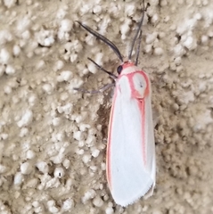 Pygarctia spraguei