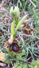 Ophrys speculum speculum