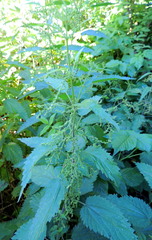 Urtica galeopsifolia