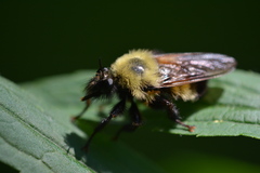 Laphria thoracica