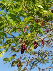 Lannea coromandelica