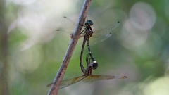 Macrothemis inequiunguis