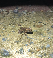 Bufo stejnegeri