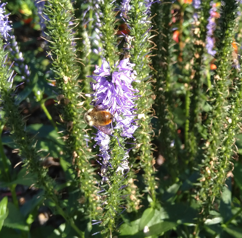 Photo of Red-belted Bumble Bee