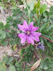 Malva sylvestris