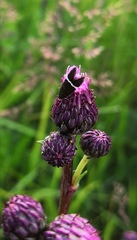 Aproaerema cinctella