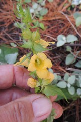 Alectra sessiliflora