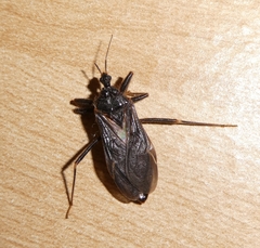 Reduvius personatus