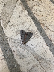 Catocala grynea