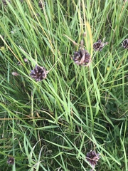 Allium