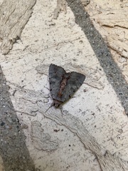 Catocala grynea