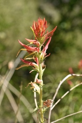 Castilleja linariifolia