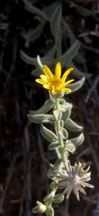 Heterotheca zionensis