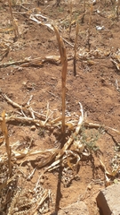 Zea mays mays