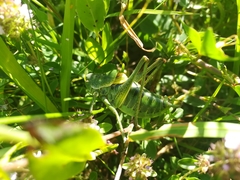 Polysarcus denticauda