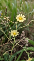 Lactuca saligna