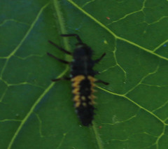 Harmonia axyridis
