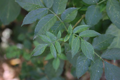 Sambucus nigra