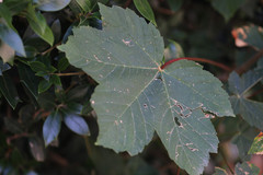 Acer pseudoplatanus