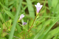 Torenia anagallis