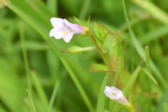 Torenia anagallis