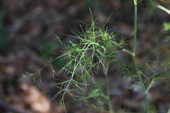 Foeniculum vulgare