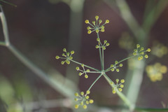 Foeniculum vulgare