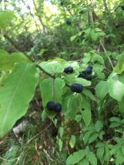 Lonicera nigra