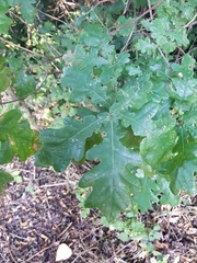 Quercus robur