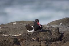 Haematopus palliatus