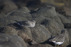Calidris virgata